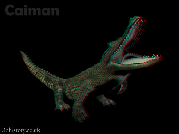 3D Anaglyph - A Caiman is a kind of crocodile